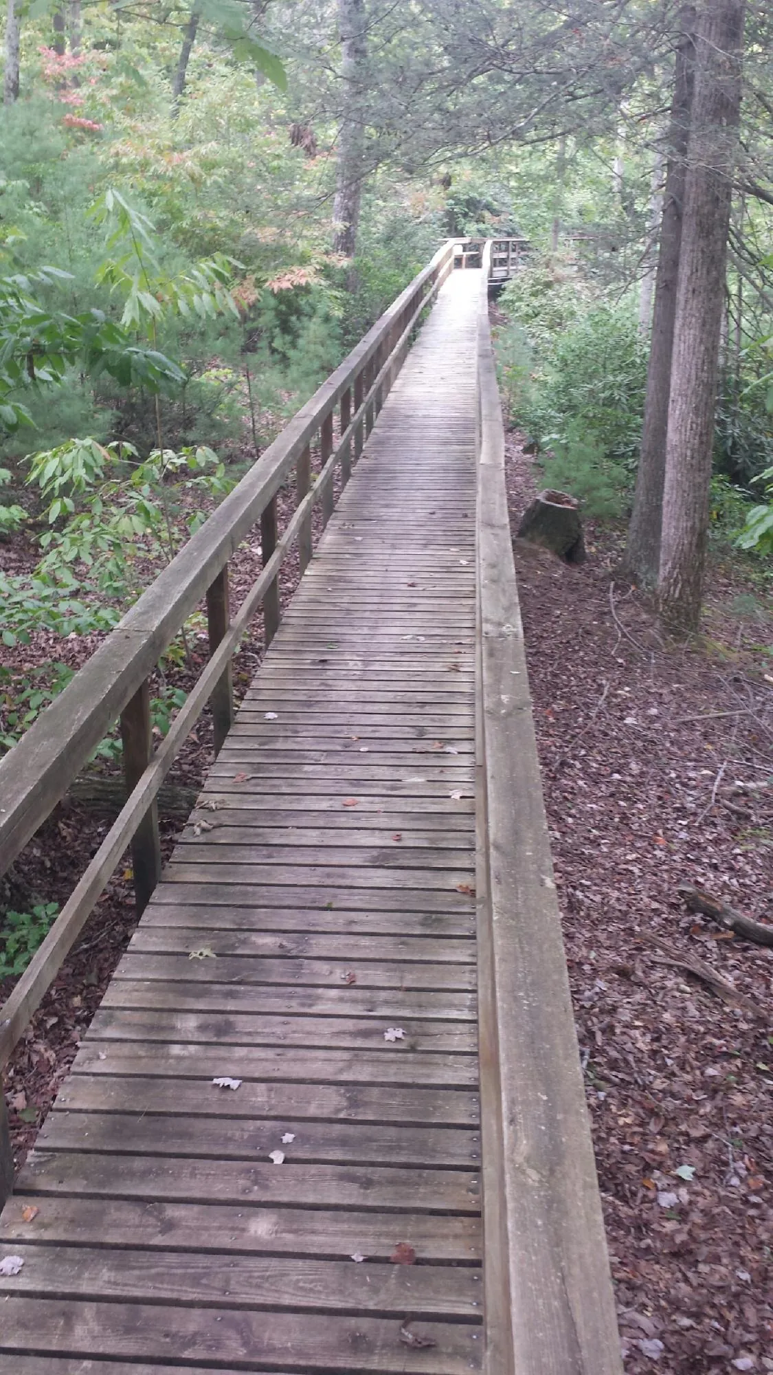Long wood walkway with handrails built through the woods in Mary Esther